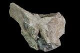 Mosasaur (Platecarpus) Occipital Condyle Vertebrae - Kansas #66895-1